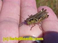 /home//u458753944/public_html/sourcegallery////////////////Insects and small critters/grasshoppers and crickets (Orthoptera)/P1050984.JPG